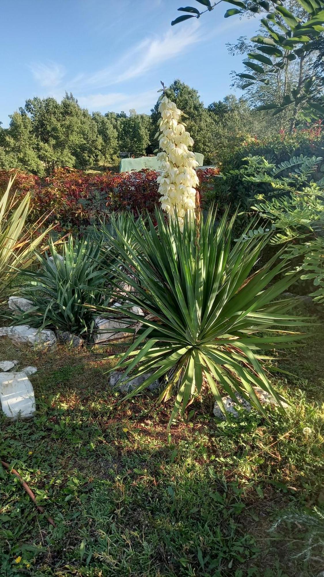 Villa Malini Grožnjan Extérieur photo